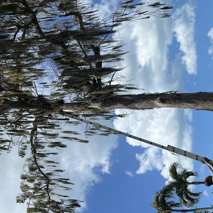Tree Services