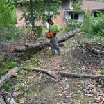 Tree Removal Project