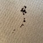 Pet stains