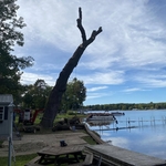 Tree Removal