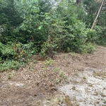 Backyard clean up