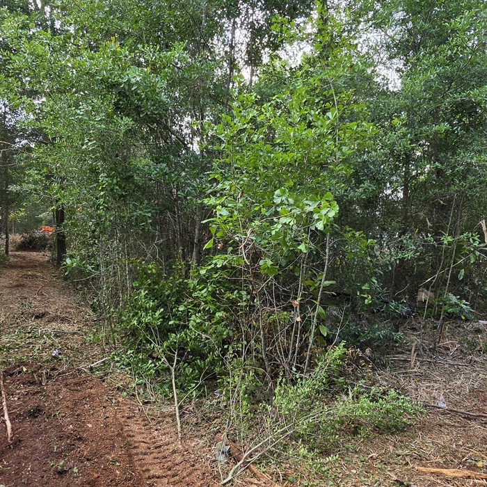 Over grown farm cleared
