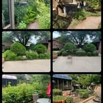 Shrubs