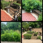 Shrubs