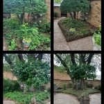 Shrubs