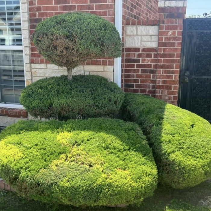 Shrubs and Hedges