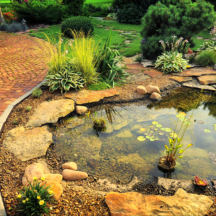 Pond