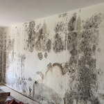 Mold
