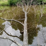 Pond Before