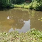 Tree in Pond