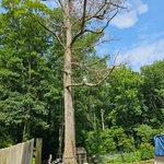 Removing tree