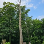 Removing tree