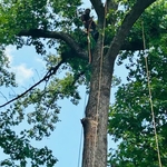 Cleaning up tree