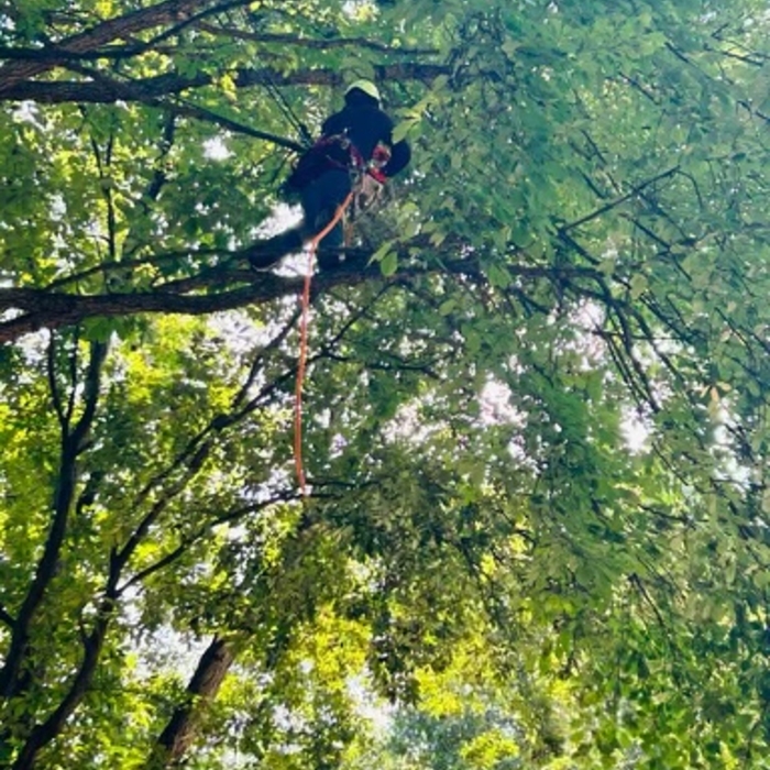 Trimming