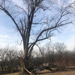 Steve’s tree removal