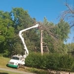 Steve’s tree removal