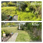 overgrowth on fence & in yard