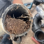 roots and dirt
