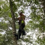 Small Oak