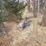 Ditch Water Creek Bed
