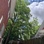 Tree trim
