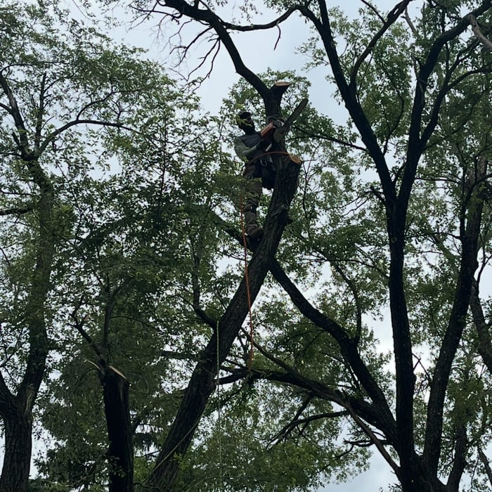 Tree removal