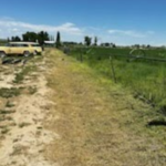 Weed Clearing