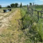 Weed Clearing