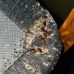 Infestation