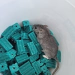 Rat