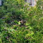 tree trimming