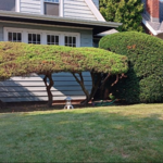 bush trimming
