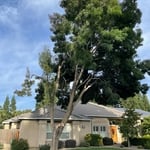 Tree / Stump Removal