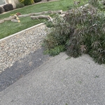 tree removal