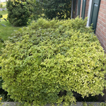 Bush and Tree Trimming