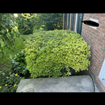 Bush and Tree Trimming