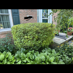 Bush and Tree Trimming