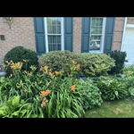 Bush and Tree Trimming