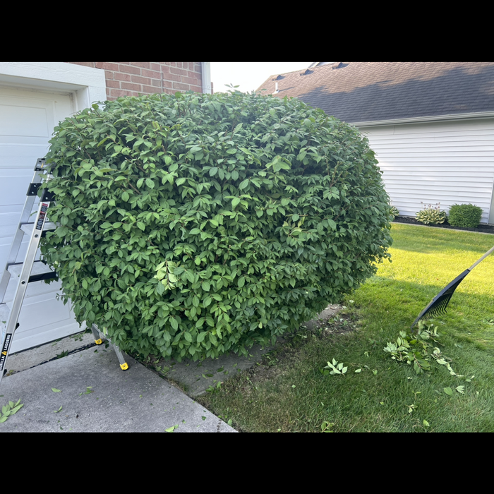 Bush Trimming
