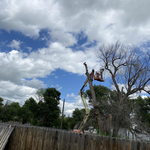 TREE SERVICES