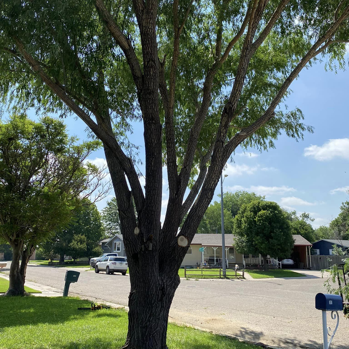 TREE SERVICES