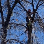 TREE SERVICES
