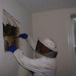 Yellow Jackets Eating th