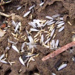 Termites