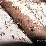 Ant nest