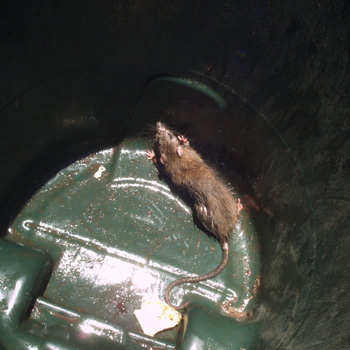 Rats