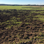 Damages Caused by Hogs