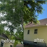 Tree removal