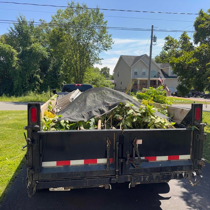 Tree removal