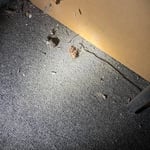 Roach Infestation